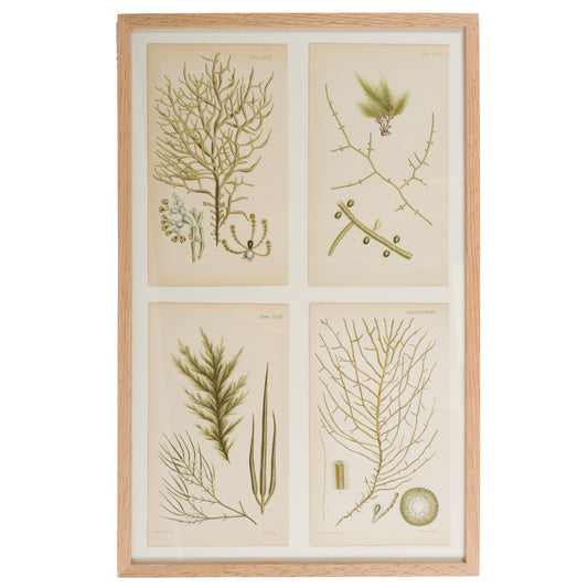 Harvey, William 1846. Hand Col Green/Olive Seaweed Prints