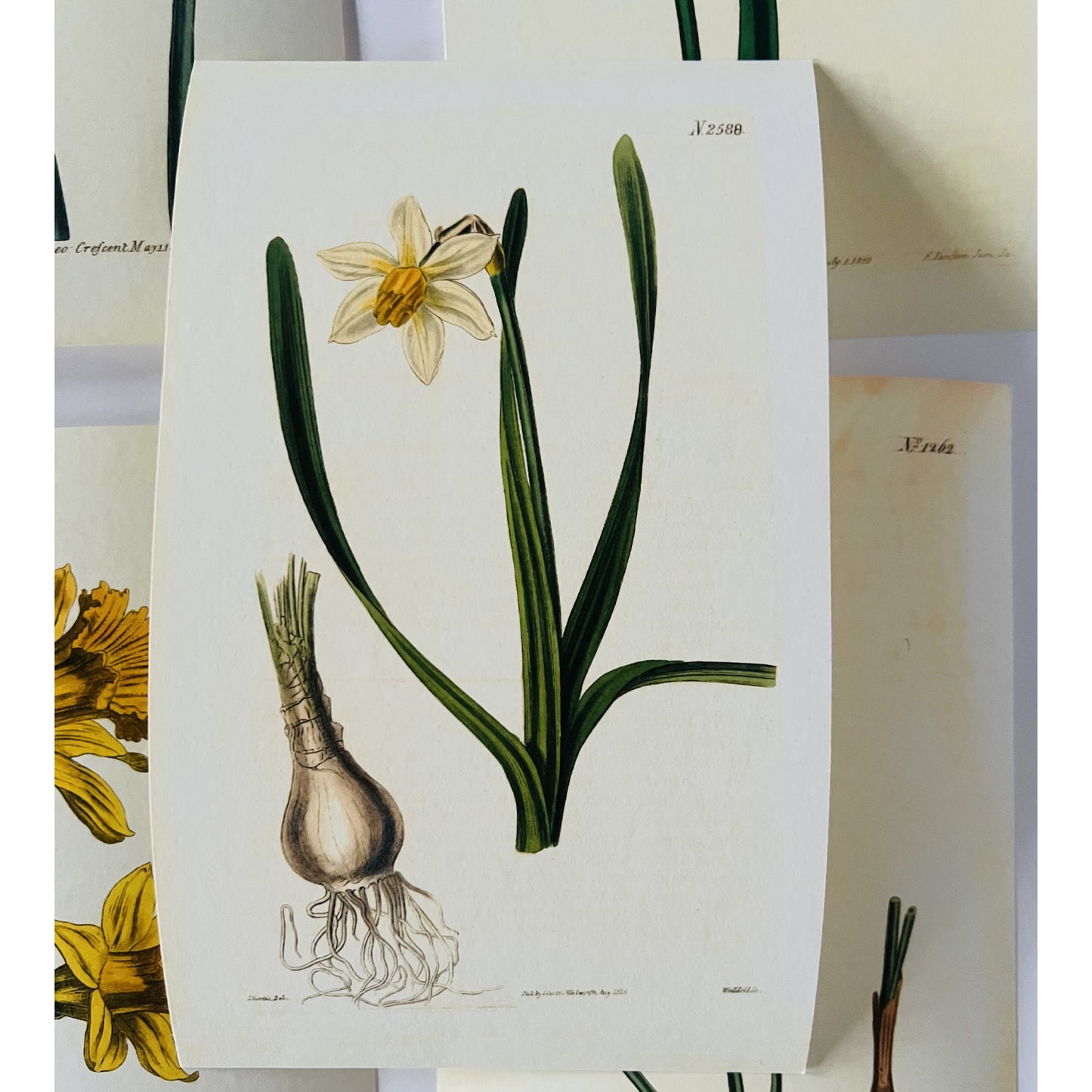 Macleay's Narcissus Giclée Print