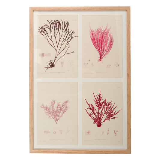Bradbury, Henry 1859 Set of 4 Red Nature Printed Seaweed Prints