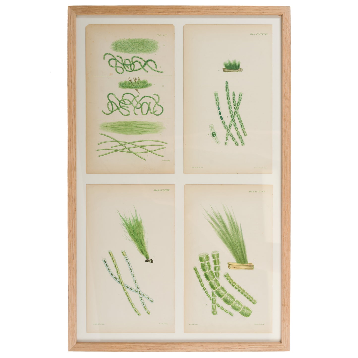 Harvey, William 1846. Hand Col Green/Olive Seaweed Prints