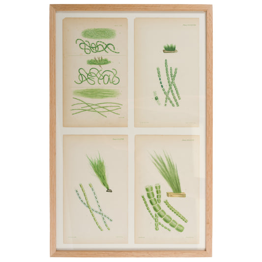 Harvey, William 1846. Hand Col Green/Olive Seaweed Prints