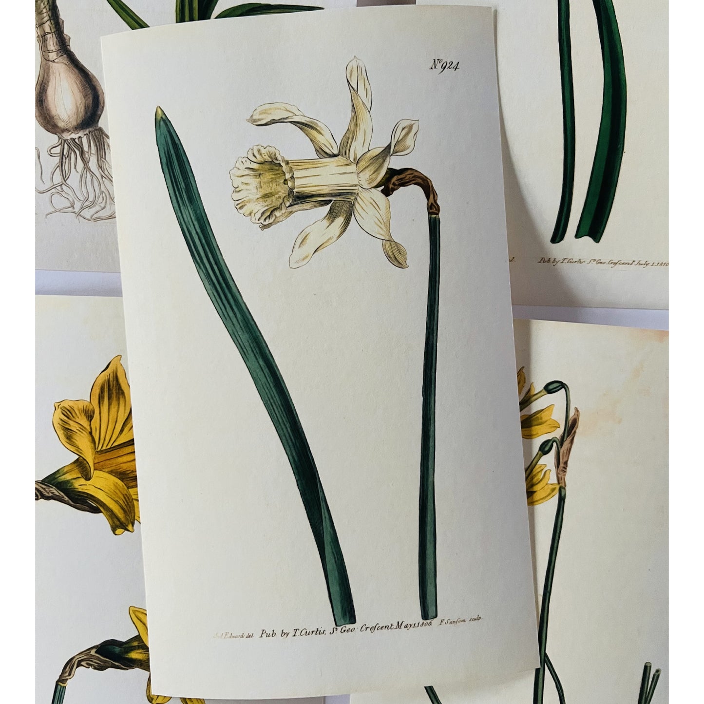 White Long Flowered Daffodil Giclée Print