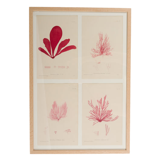 Bradbury, Henry 1859 Set of 4 Red Nature Printed Seaweed Prints