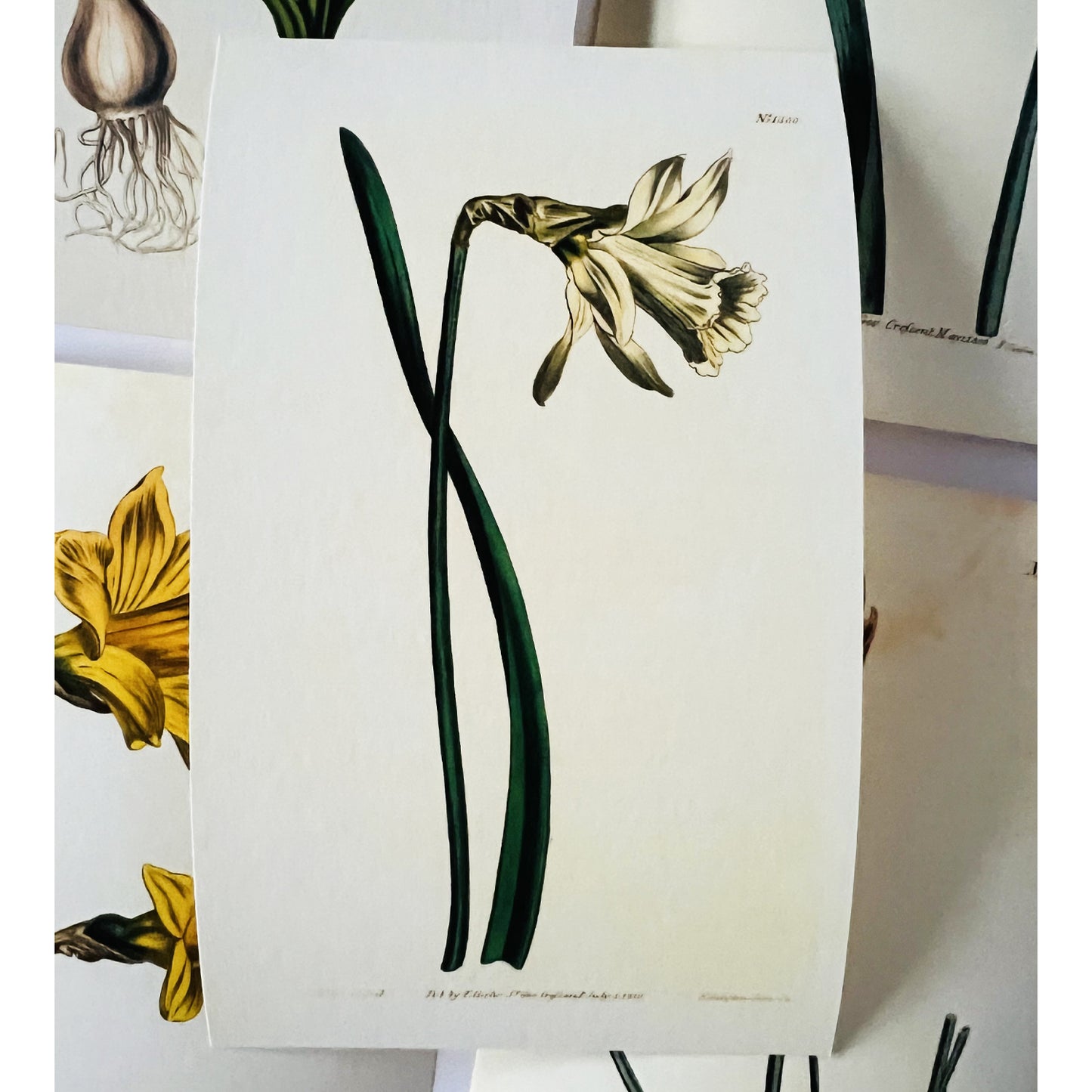 Smaller White Spanish Daffodil Giclée Print