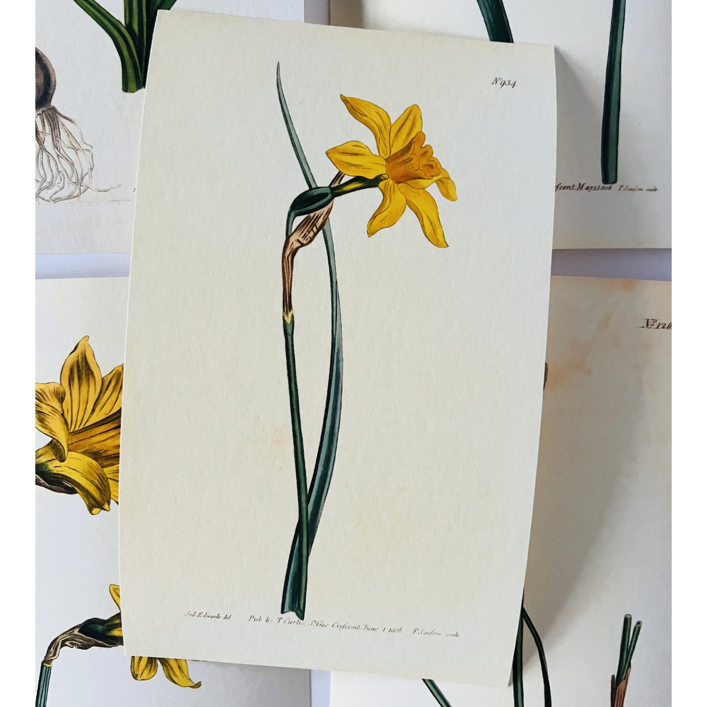 Great Yellow Jonquil Giclée Print