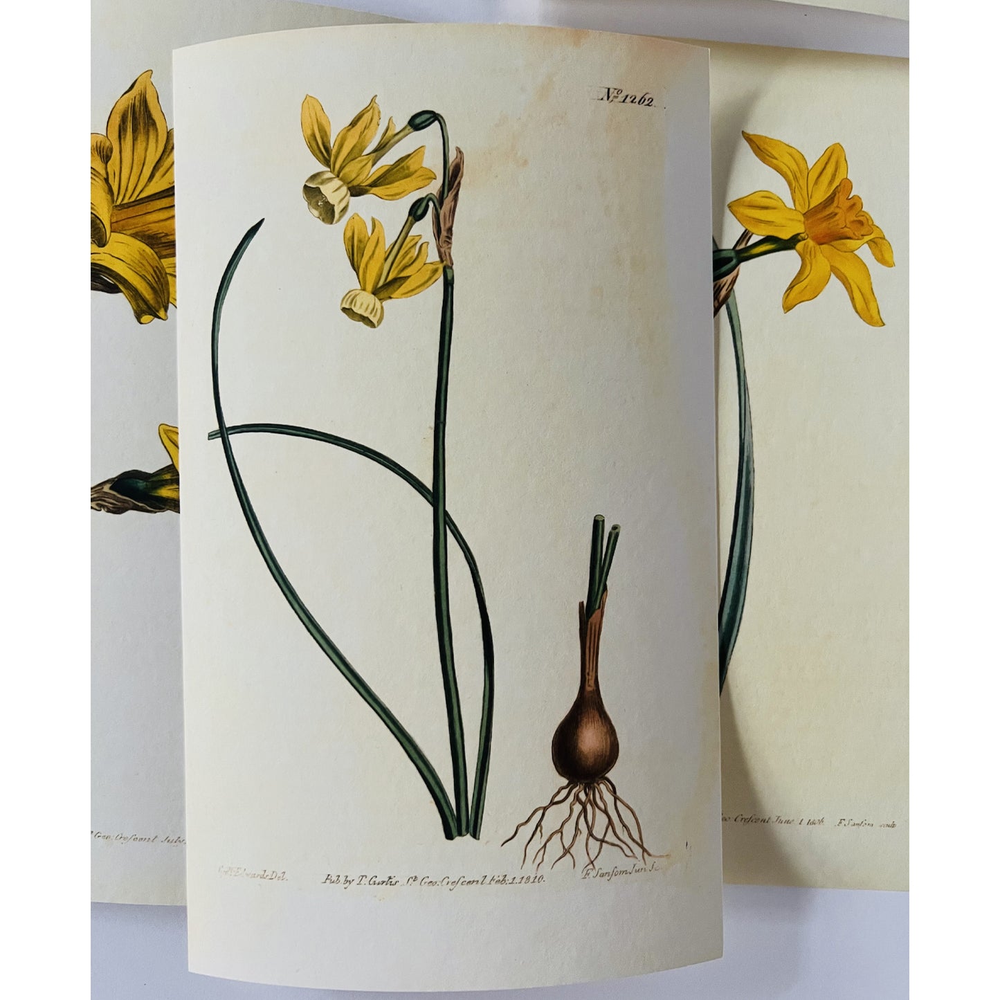 Yellow Reflex-Flowered Narcissus Giclée Print