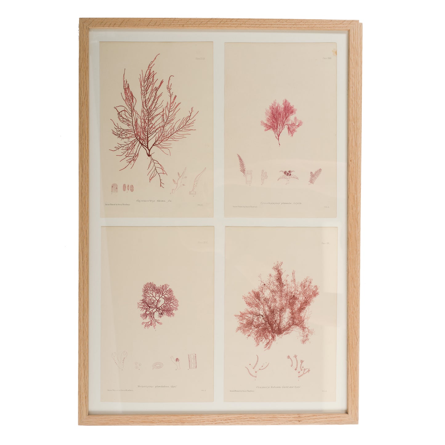 Bradbury, Henry 1859 Set of 4 Red Nature Printed Seaweed Prints
