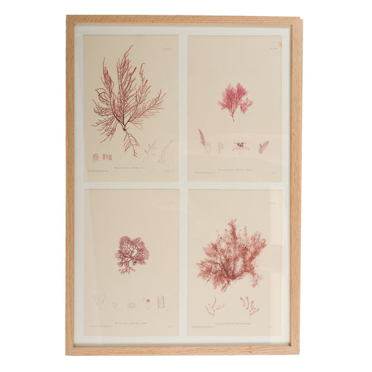 Bradbury, Henry 1859 Set of 4 Red Nature Printed Seaweed Prints