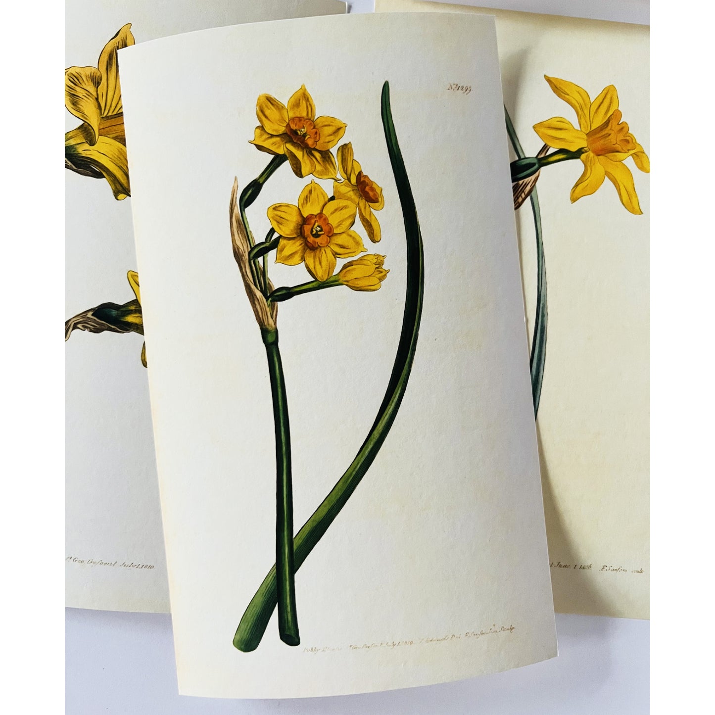 Jonquil Scented Narcissus Giclée Print