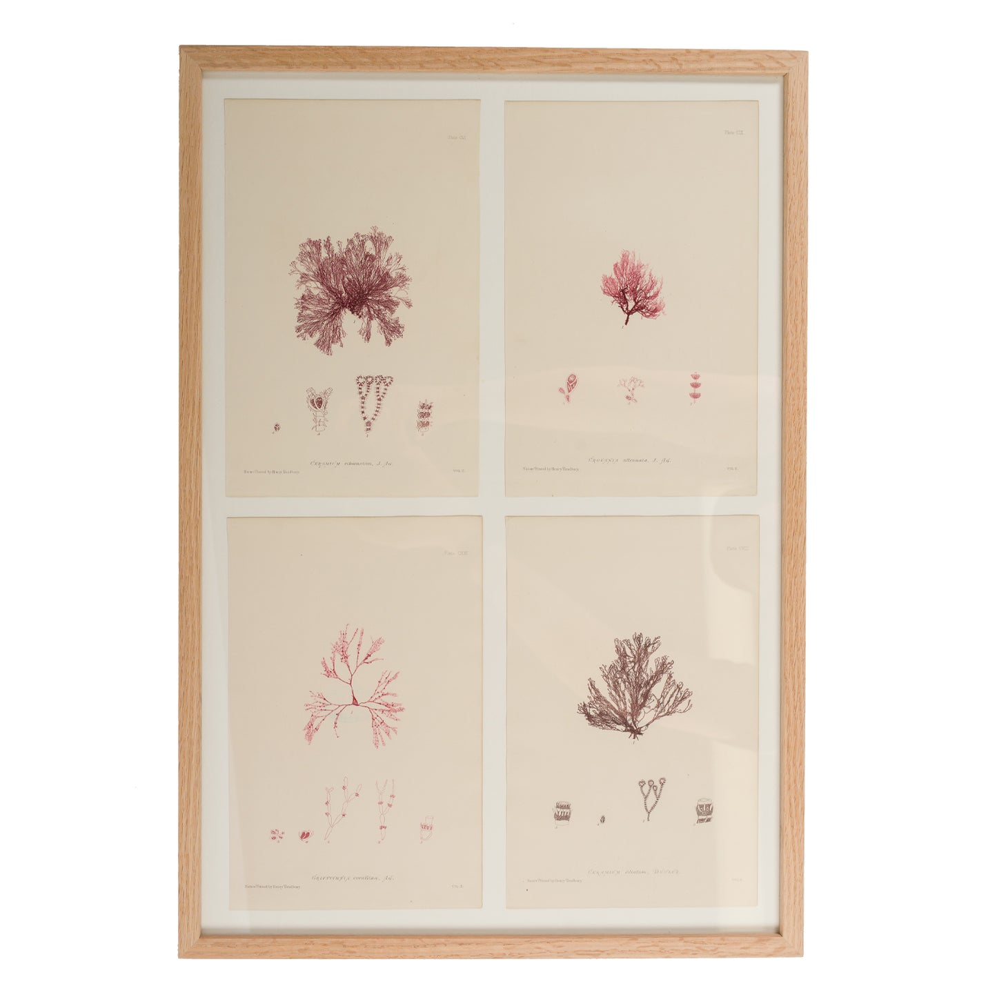 Bradbury, Henry 1859 Set of 4 Red Nature Printed Seaweed Prints
