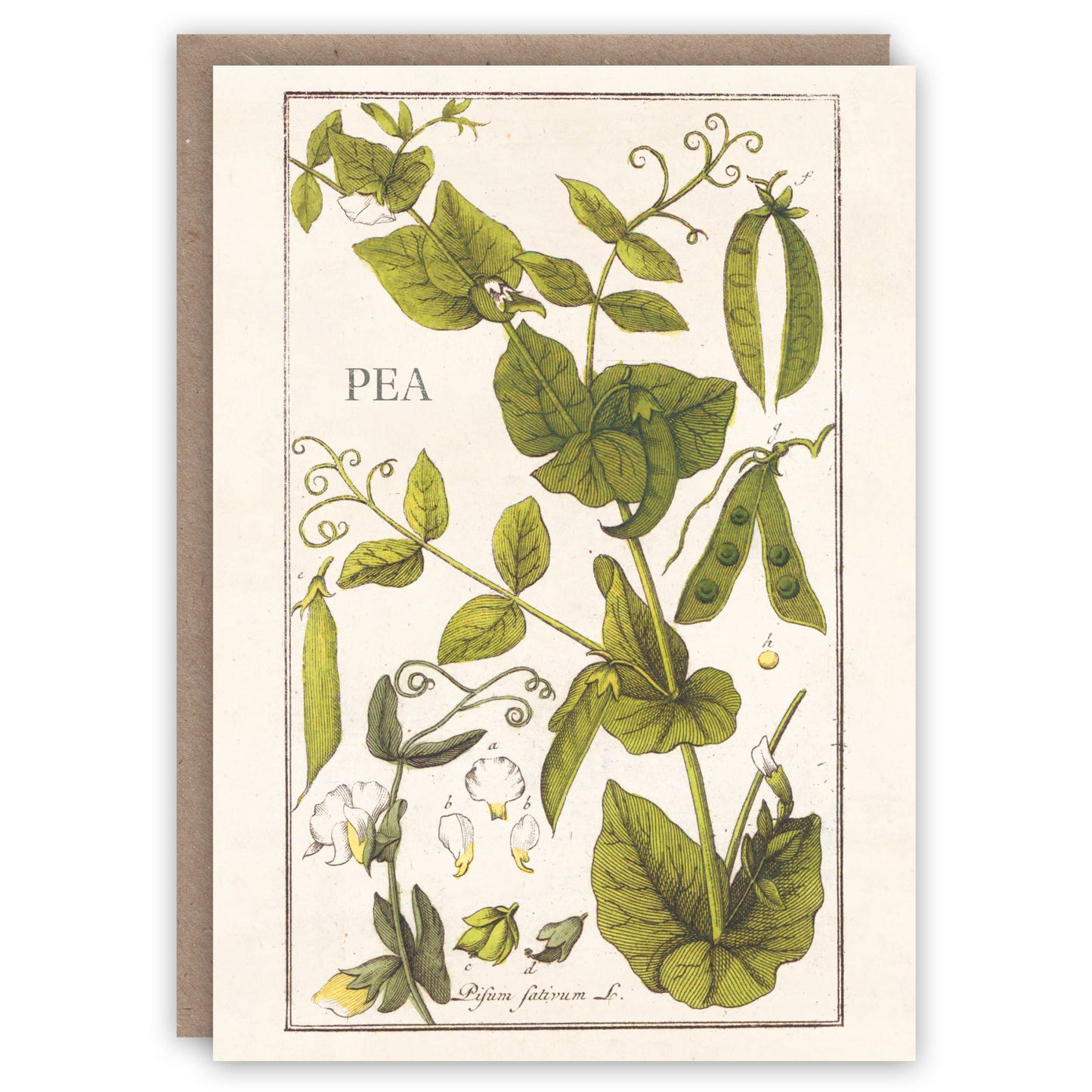 Pea Plant - Greeting Card