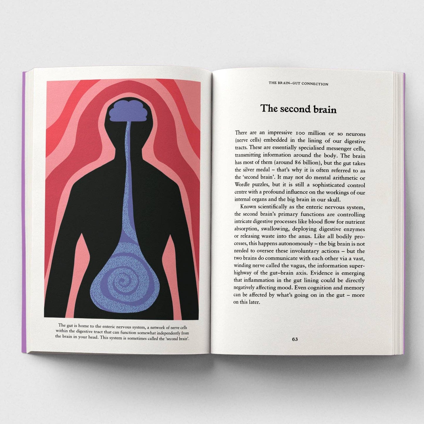 The Gut, A Pocket Primer