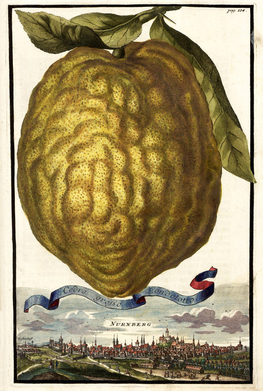 Cedro Grosso Giclée Print