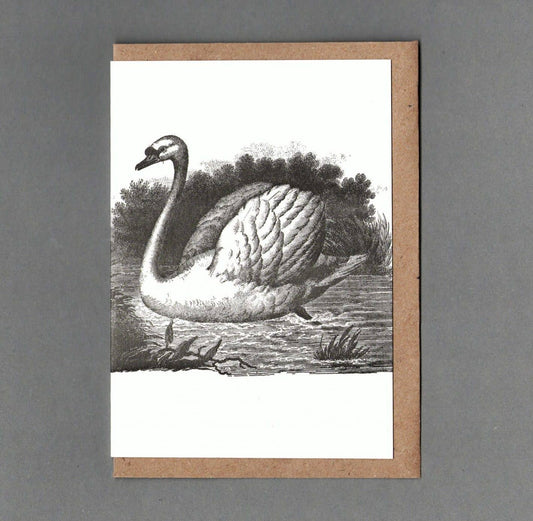Swan - Greeting Card