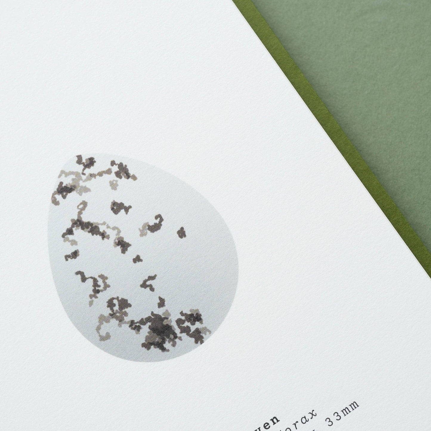 Bird Egg Book