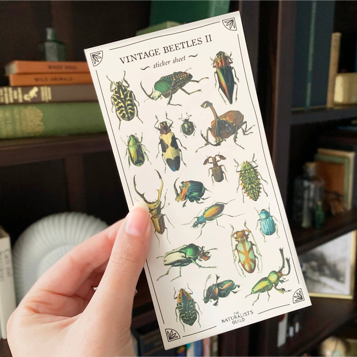 Vintage Beetles II Sticker Sheet