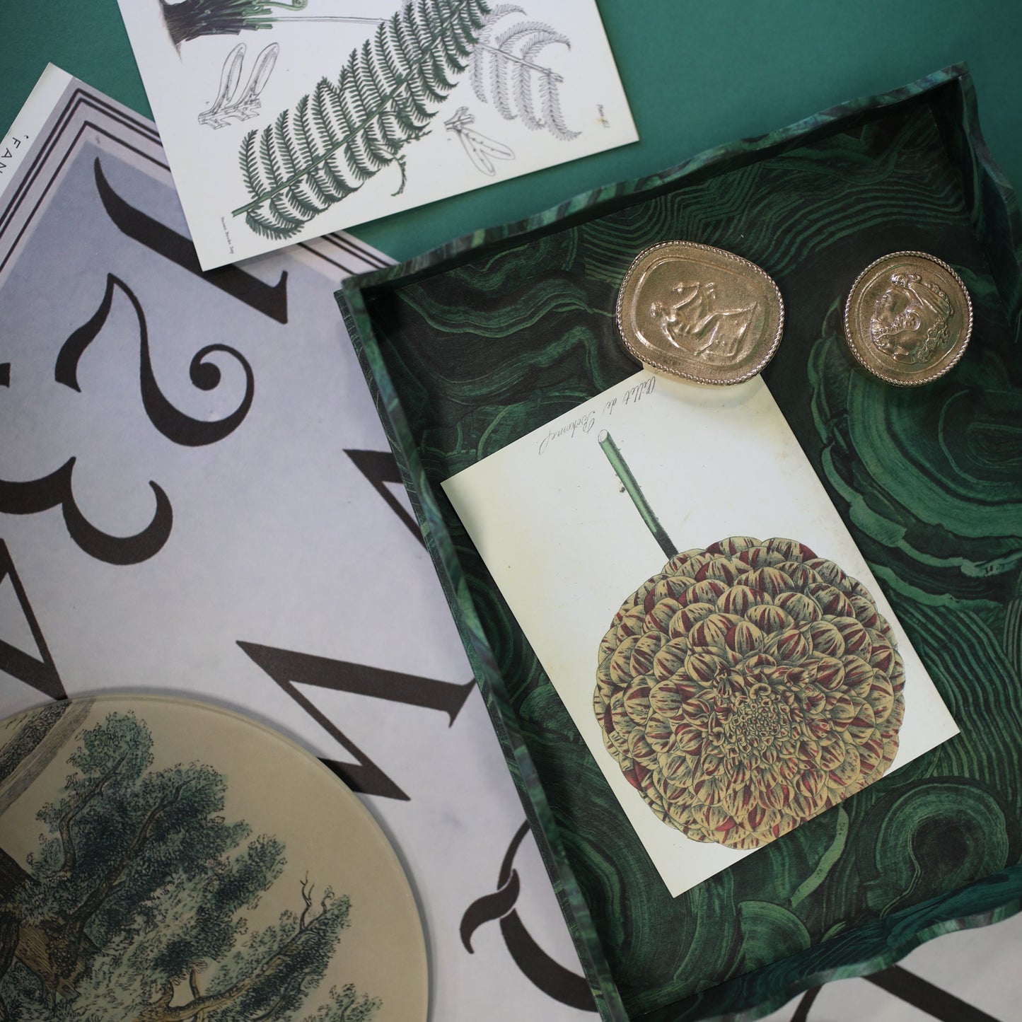 Tree fern - pack of 10 postcards