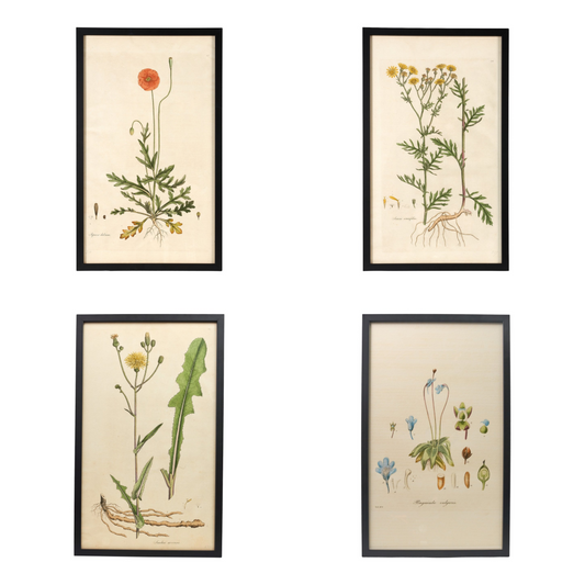 Set of 4 Botanical Prints - Framed