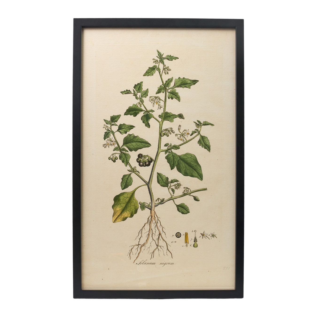 Solanum Nigrum ‘Flora Londinensis’ Botanical Print - Framed