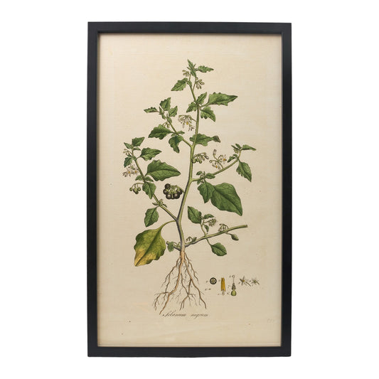 Solanum Nigrum ‘Flora Londinensis’ Botanical Print - Framed