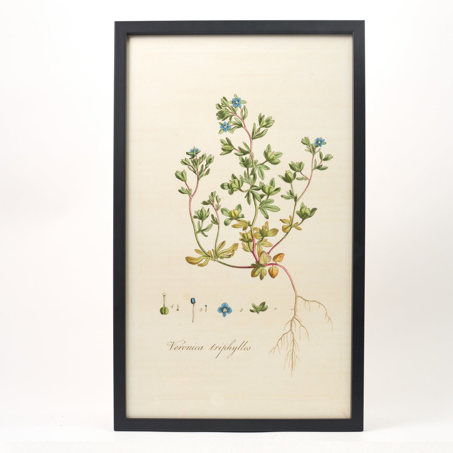 Veronica Triplyllos ‘Flora Londinensis’ Botanical Print - Framed