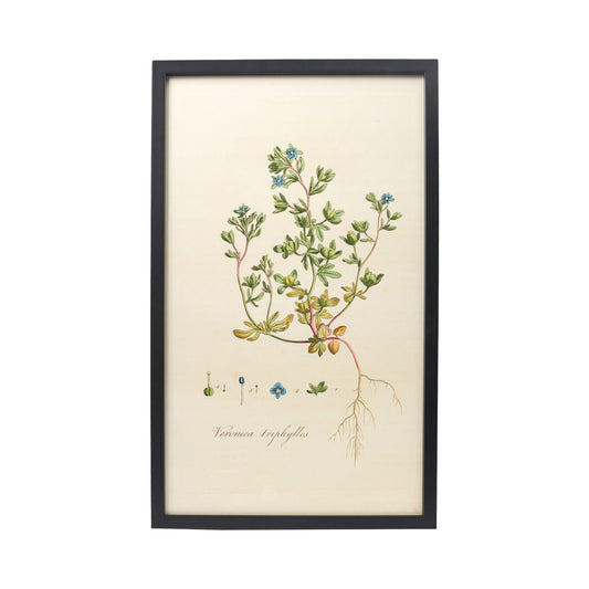 Veronica Triplyllos ‘Flora Londinensis’ Botanical Print - Framed