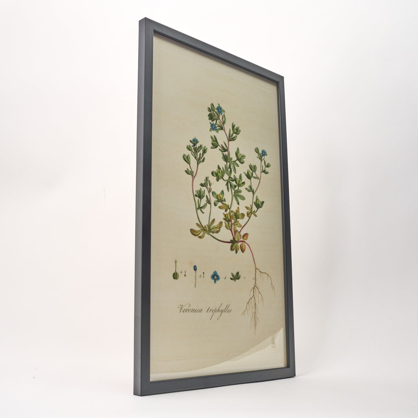 Veronica Triplyllos ‘Flora Londinensis’ Botanical Print - Framed