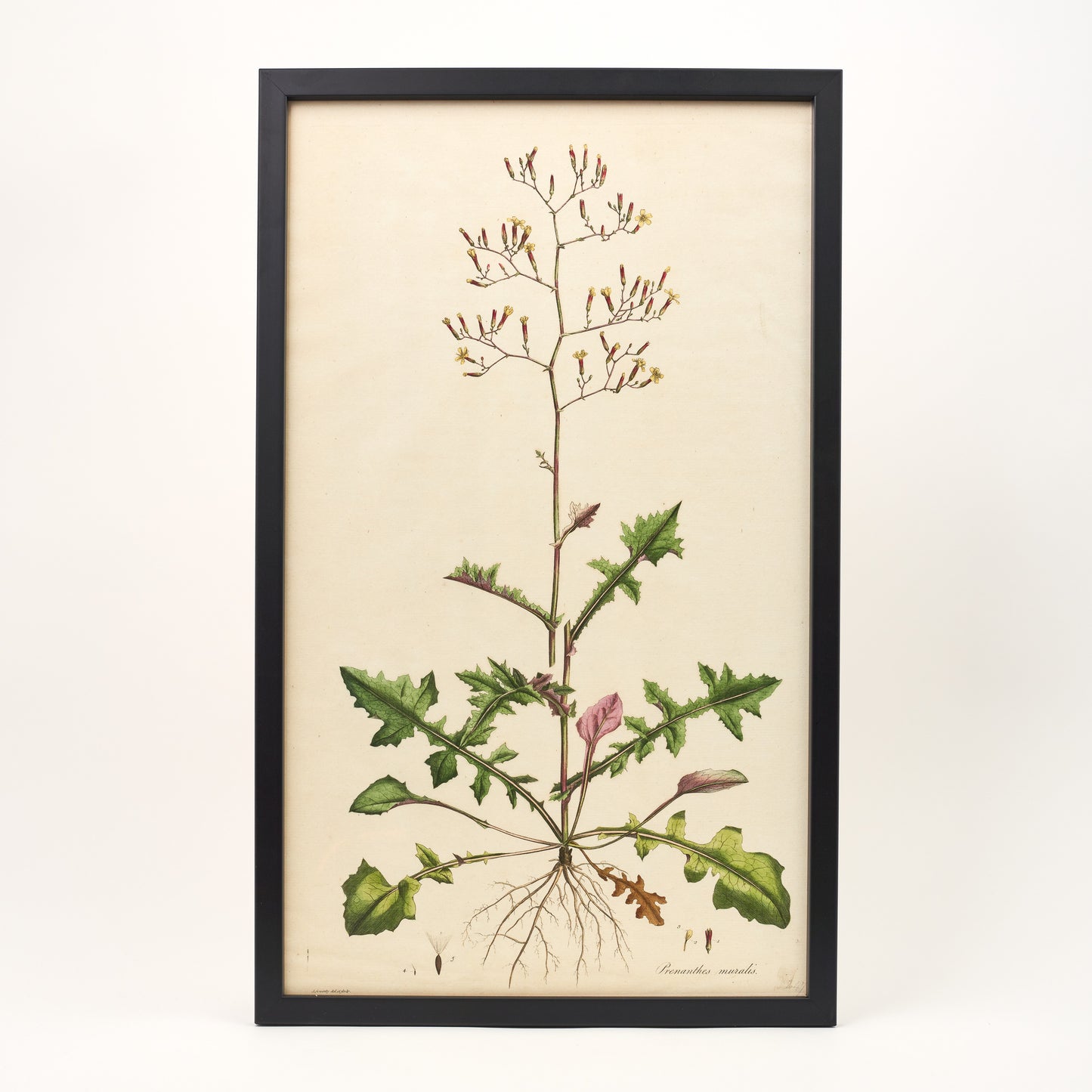 Prenanthes Muralis ‘Flora Londinensis’ Botanical Print - Framed