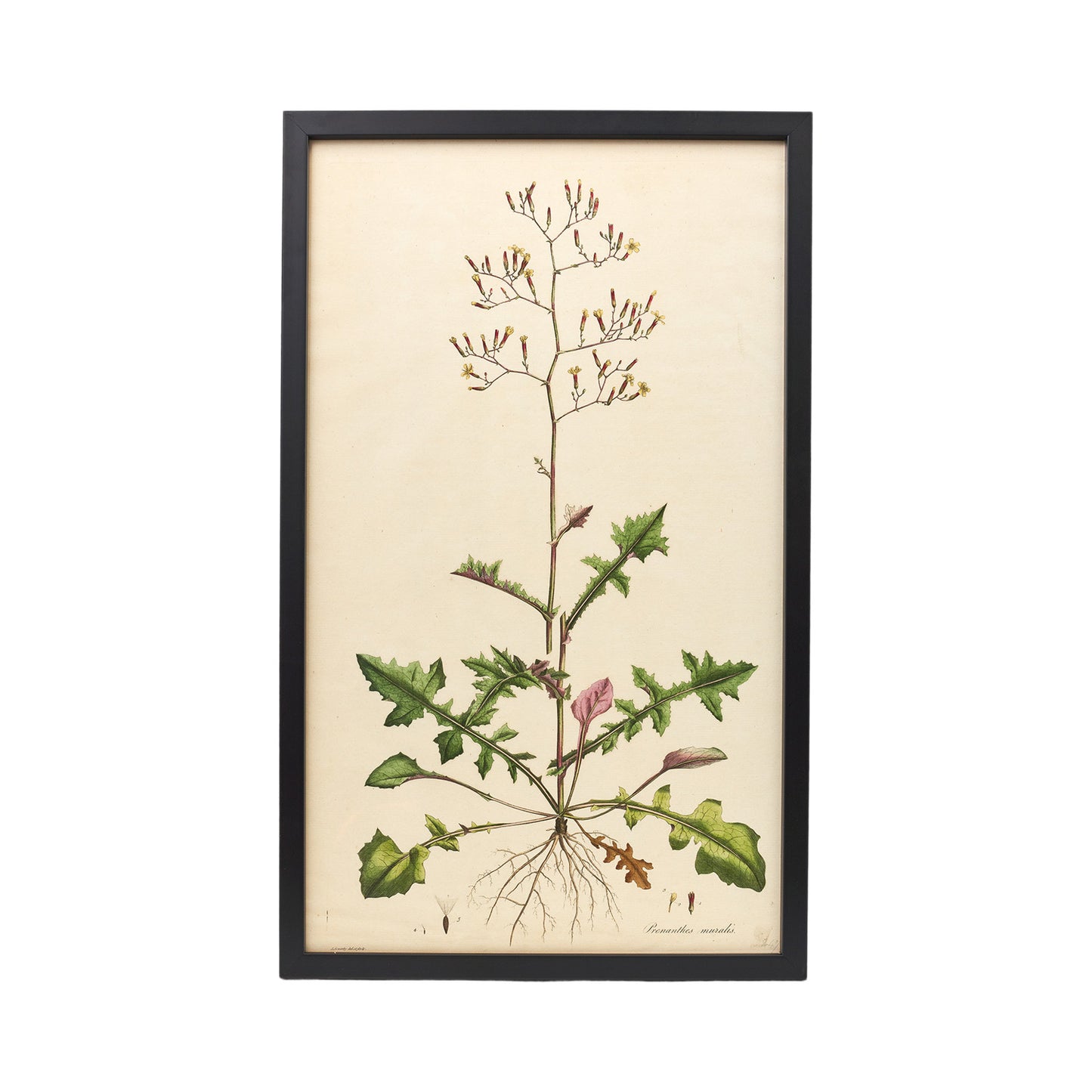 Prenanthes Muralis ‘Flora Londinensis’ Botanical Print - Framed