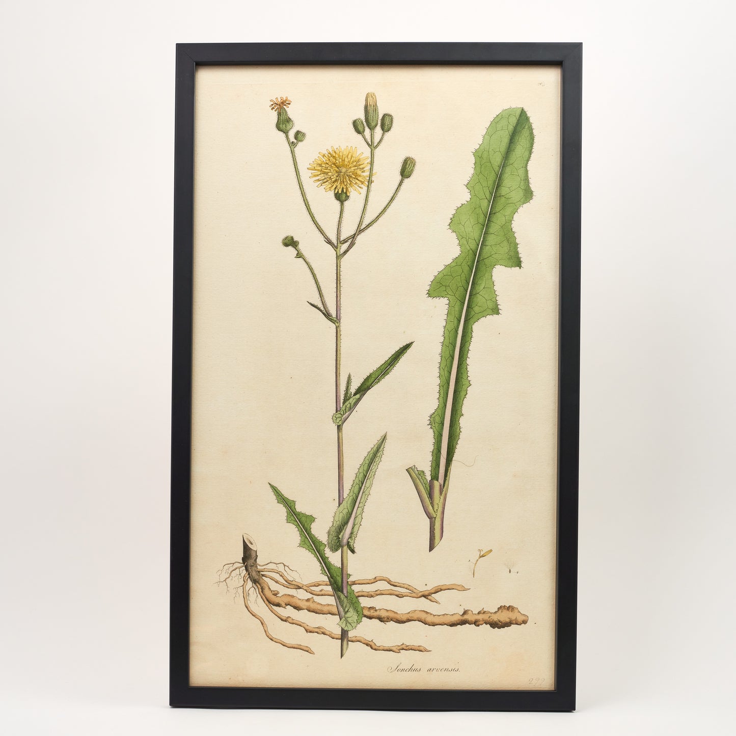 Sonchus Arvensis ‘Flora Londinensis’ Botanical Print - Framed