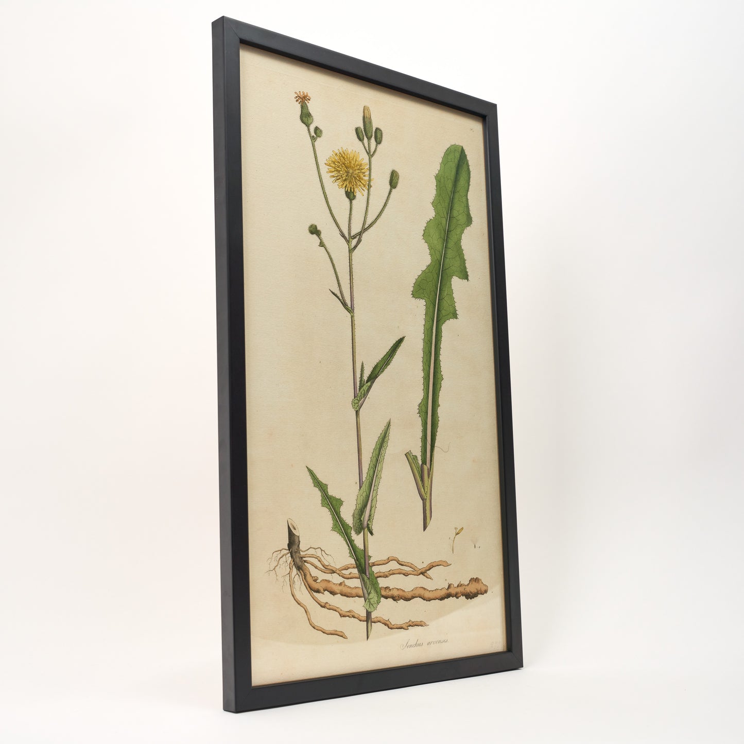 Sonchus Arvensis ‘Flora Londinensis’ Botanical Print - Framed
