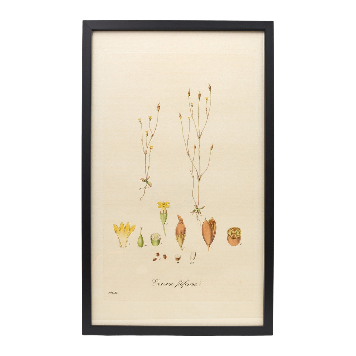 Exacum filiforme ‘Flora Londinensis’ Botanical Print - Framed
