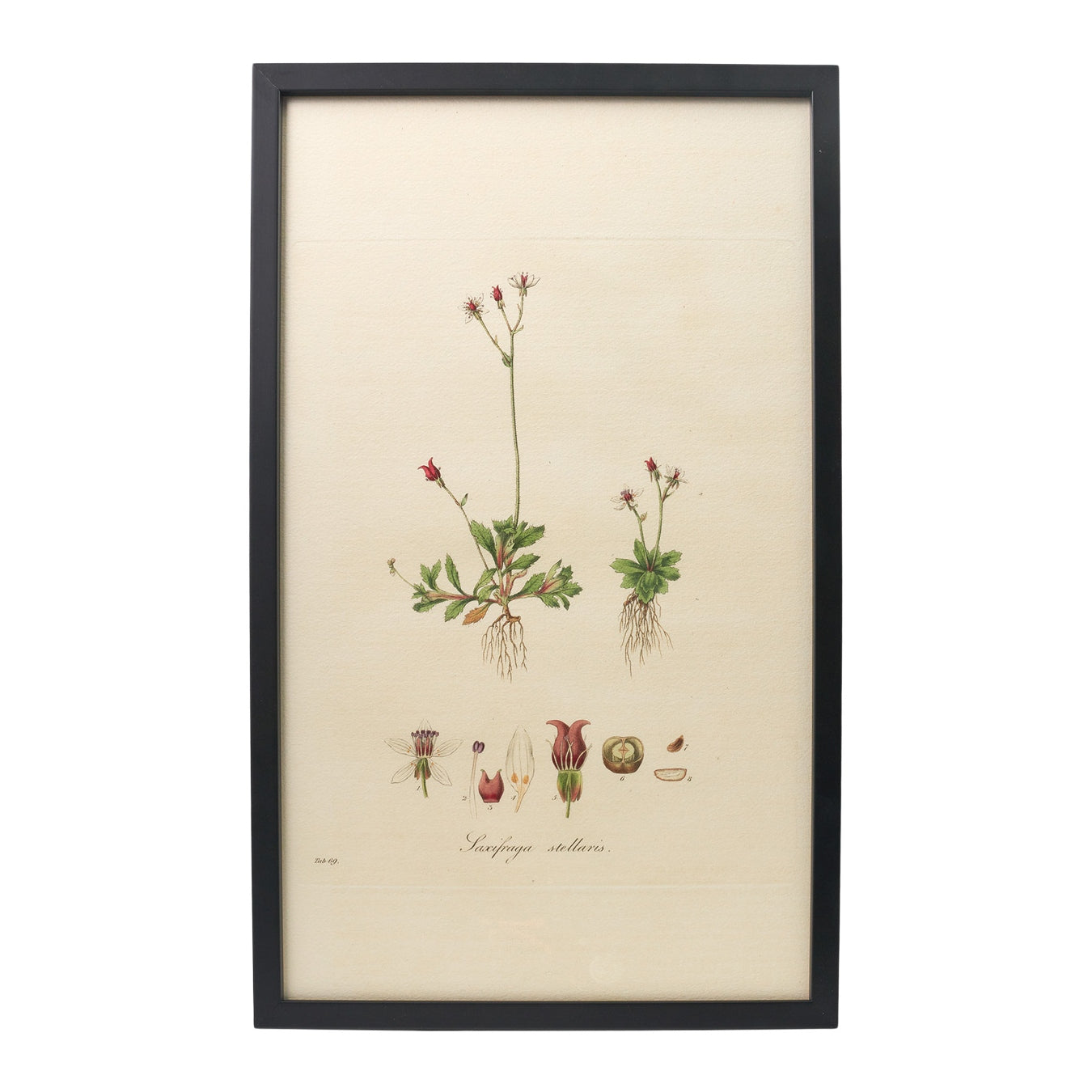 Saxifraga stellaris ‘Flora Londinensis’ Botanical Print - Framed