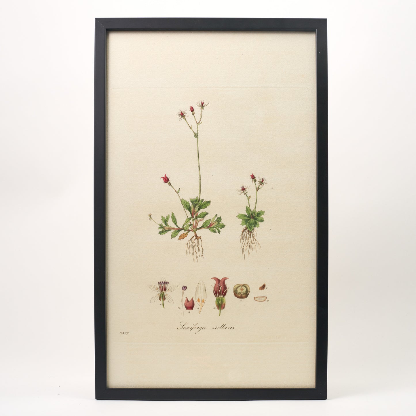 Saxifraga stellaris ‘Flora Londinensis’ Botanical Print - Framed