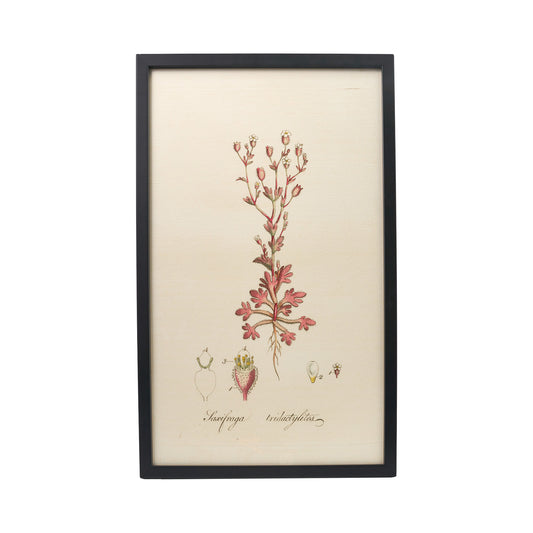 Saxifraga tridactylites ‘Flora Londinensis’ Botanical Print - Framed