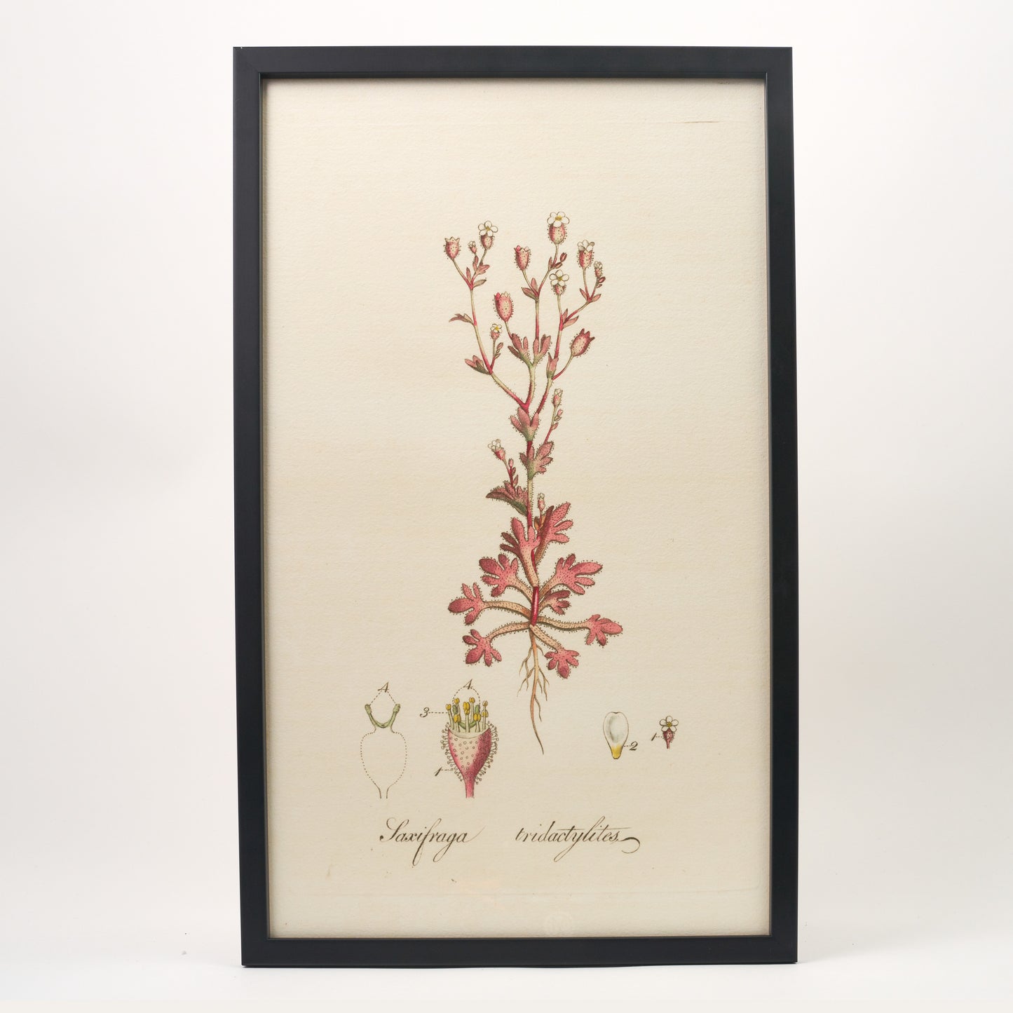 Saxifraga tridactylites ‘Flora Londinensis’ Botanical Print - Framed
