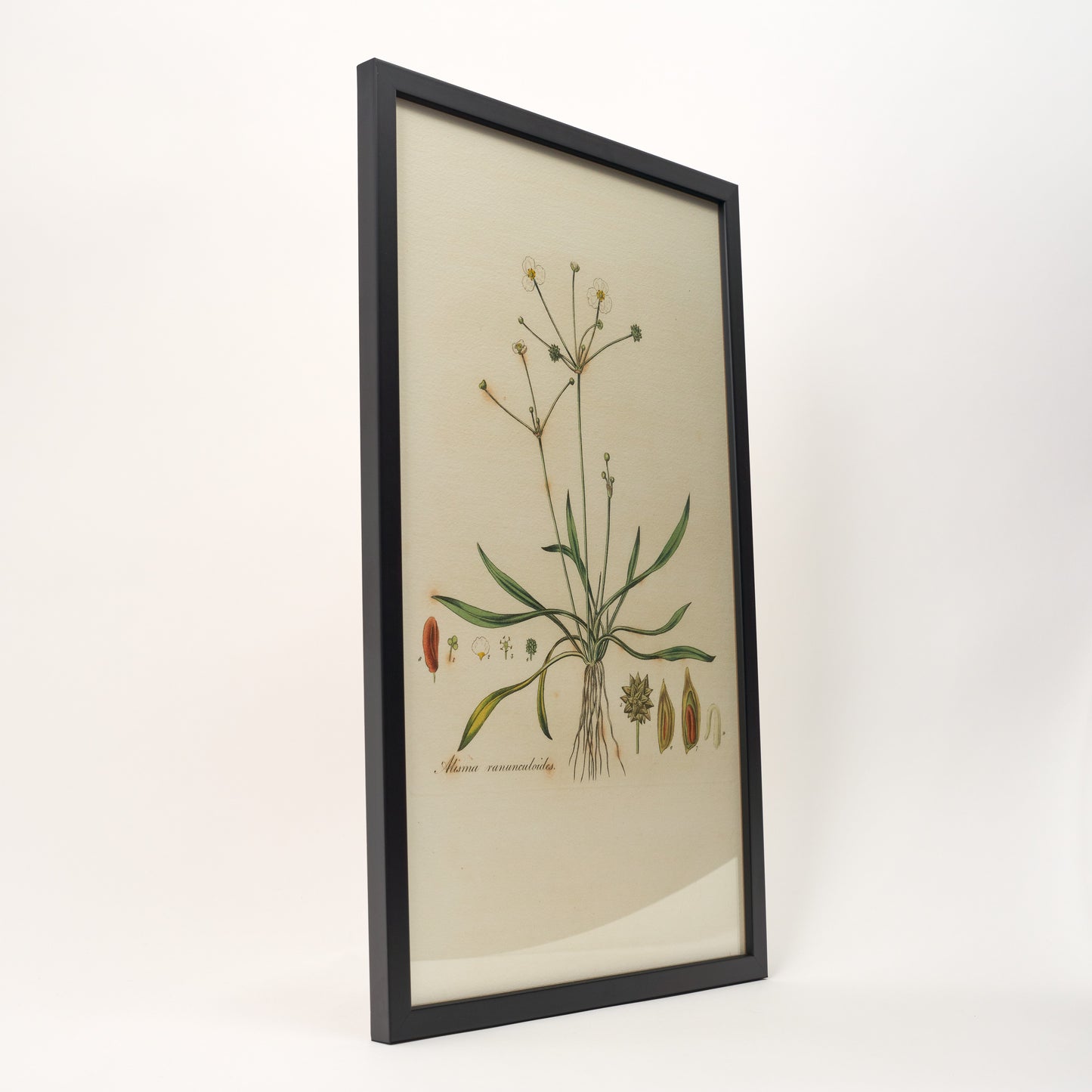 Alisma Ranunculoides ‘Flora Londinensis’ Botanical Print - Framed