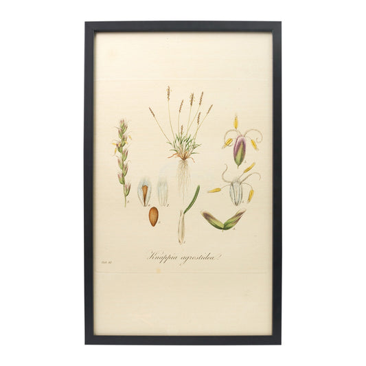 Knappia agrostidea ‘Flora Londinensis’ Botanical Print - Framed
