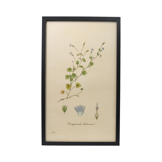 Campanula hederacea ‘Flora Londinensis’ Botanical Print - Framed