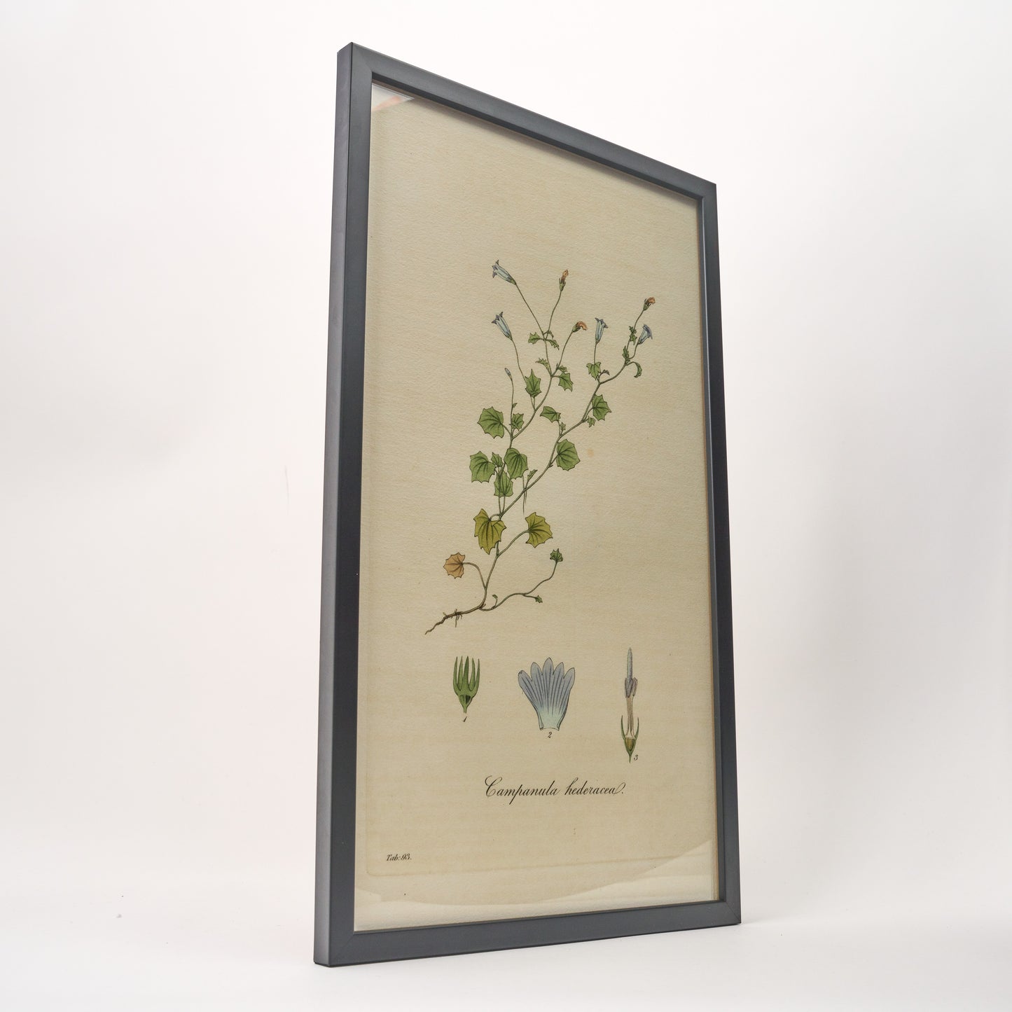 Campanula hederacea ‘Flora Londinensis’ Botanical Print - Framed
