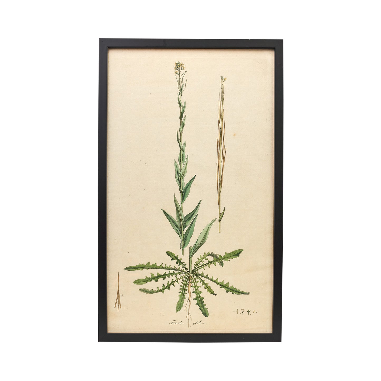Glabra ‘Flora Londinensis’ Botanical Print - Framed