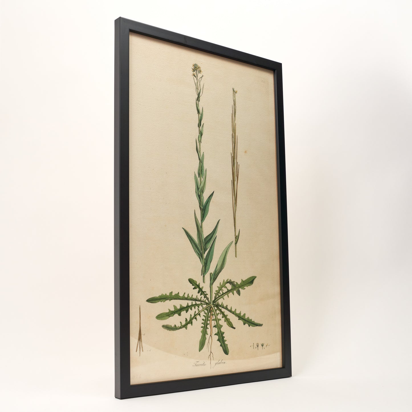 Glabra ‘Flora Londinensis’ Botanical Print - Framed
