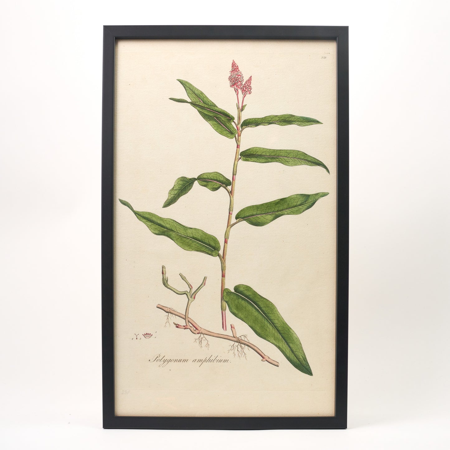 Polygonum amphibium ‘Flora Londinensis’ Botanical Print - Framed