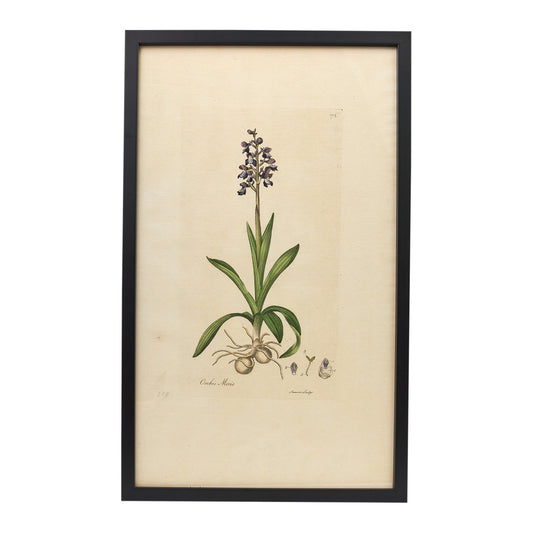 Orchis Morio ‘Flora Londinensis’ Botanical Print - Framed