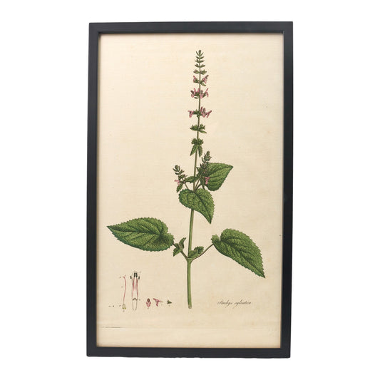 Stachys sylvatica ‘Flora Londinensis’ Botanical Print - Framed