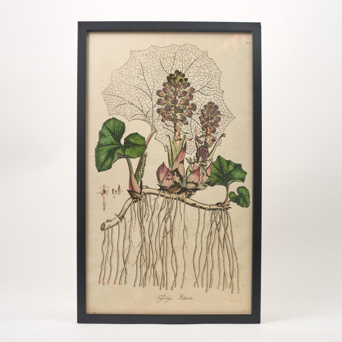 Tufsilago Petasites ‘Flora Londinensis’ Botanical Print - Framed