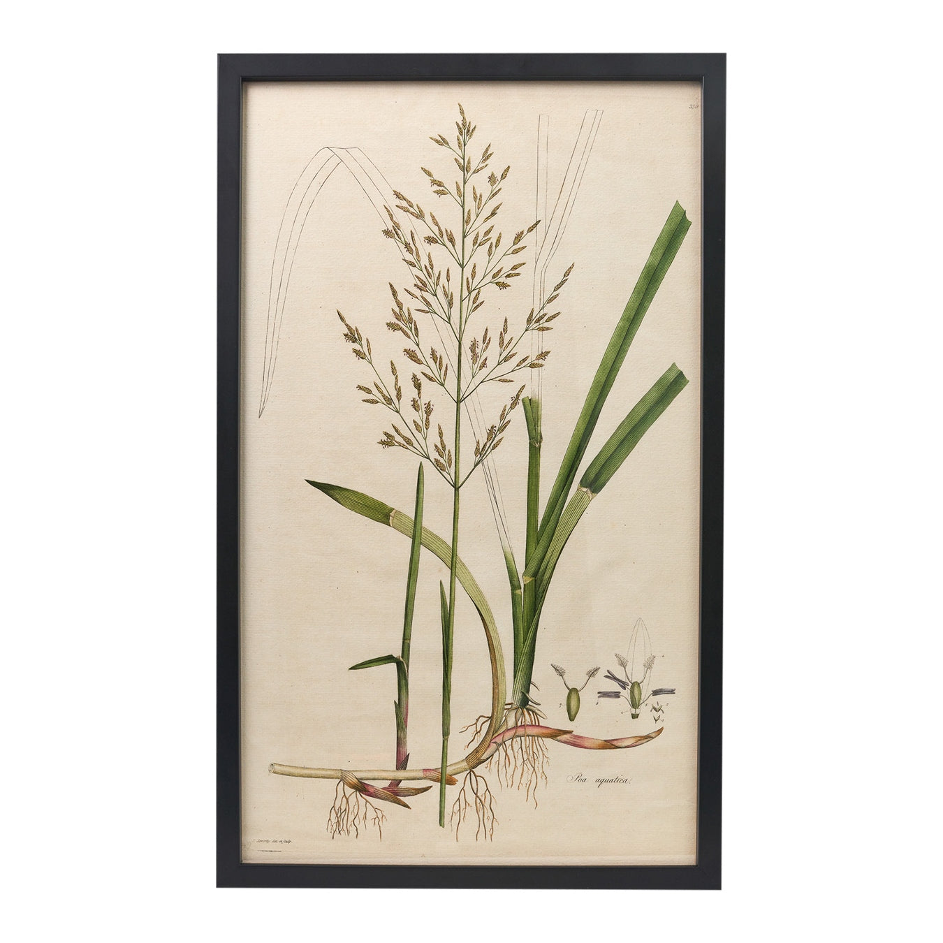 Poa aquatica ‘Flora Londinensis’ Botanical Print - Framed
