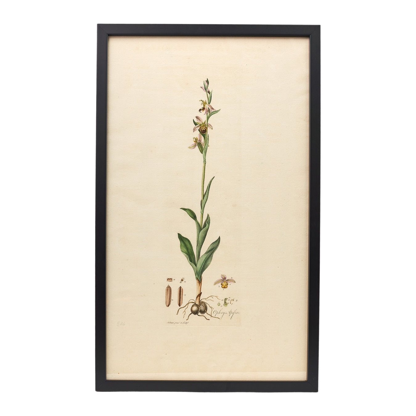 Ophrys Apifera ‘Flora Londinensis’ Botanical Print - Framed