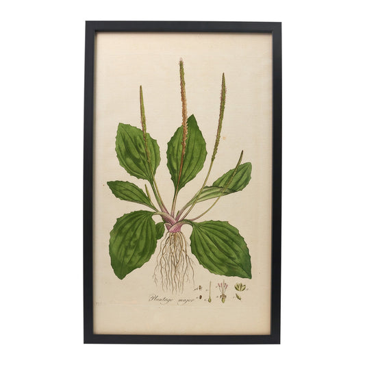 Plantago major ‘Flora Londinensis’ Botanical Print - Framed
