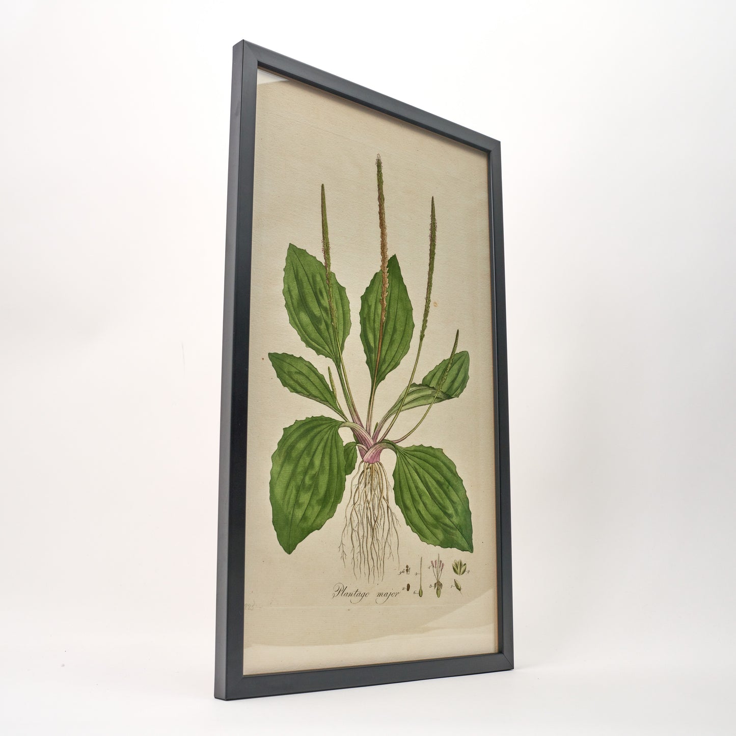 Plantago major ‘Flora Londinensis’ Botanical Print - Framed
